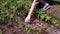 Woman hand collects clean spring water from spring in transparent plastic bottle