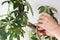 Woman hand cutting branch from stem of Schefflera arboricola or dwarf umbrella tree named to prune on the white background