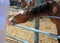 Woman hand feeding brown horse in the stable