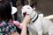 Woman hand is feeding dog. English Bull Terrier white dog eating food with hands. Female owner gives his dog piece of pizza.