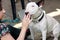 Woman hand is feeding dog. English Bull Terrier white dog eating food with hands. Female owner gives his dog piece of pizza.