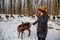 Woman is hand feeding fallow deer in garden of medieval Castle Blatna  Beautiful deer with branched horns  forest in winter sunny