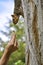 Woman hand feeding peanut to fox squirrel in tree