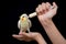 Woman hand and feeding young cockatiel bird