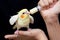 Woman hand and feeding young cockatiel bird