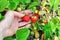 Woman hand with fresh strawberries collected in the garden. Fresh organic strawberries growing on the field.