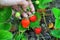 Woman hand with fresh strawberries collected in the garden. Fresh organic strawberries growing on the field.