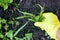 Woman hand in garden glove pulling out  weeds