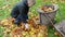 Woman hand glove load tree leaf bag. autumn works