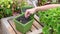 Woman Hand in Glove Planting Grown Seed in Ground on Green Pot