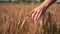 Woman hand in Golden Yellow Wheat field, shallow depth of field in slow motion.