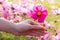 Woman hand grabbing pink cosmos flower.