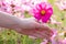 Woman hand grabbing pink cosmos flower.