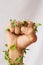 Woman hand, green growth and fist for eco warrior, fight and revolution for sustainability protest. White background