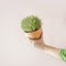 Woman hand in green hoodie, holding potted thyme in terra cotta plant pot at beige wall background. Healthy green Mediterranean