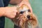 Woman hand Grooming Yorkshire terrier dog