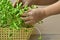 Woman hand growing green sunflower sprout in basket at home