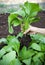 Woman hand harvesting green leaves of clean organic vegetable in