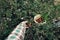 Woman hand harvesting wild cherry tomato grow in grassland