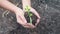 Woman hand hold planting growing a tree in soil on the garden