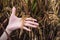 Woman hand hold yellow ripe Rice