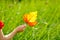 Woman hand holding autumn leaf