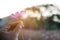 Woman hand holding the beautiful purple cosmos flower in sunrise backlit bokeh of tree