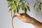 Woman hand holding blade to cut branch from ficus stem or remove part bark to produce offshoot on trunk to make root on the white