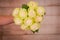 Woman Hand holding a bouquet of Moonstone Garden roses variety, studio shot, white flowers