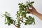 Woman hand holding branch of crassula ovata bent down of growth and softness on the white background