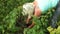 Woman hand is holding a bunch of weeds, hand pull out picking weeds. Spring garden lawn care and weed control background
