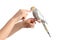 Woman hand holding a cockatiel bird nibbling her finger