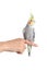 Woman hand holding a cockatiel parrot with forefinger