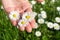 Woman hand holding daisies