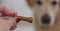 Woman hand holding Delicious dog snack or dog chew biscuits in shape of bone whit white Labrador retriever dog in behind looking t
