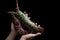 Woman hand holding fresh raw Tiger Prawn and spiny lobster on black background