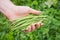 Woman hand holding green asparagus beans. Green foliage background.