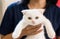 Woman hand holding her little cat scottish white fluffy cute animal