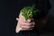 Woman hand holding paper package full of fresh sunflower and peas microgreens sprouts