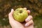 Woman hand holding Phyllachora pomigena, Cladosporium or Schizothyrium pomi covering homegrown apple.