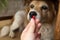 Woman hand holding pills and close-up medicine and medications that are important in dogs. blurred background . ideas