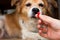 Woman hand holding pills and close-up medicine and medications that are important in dogs. blurred background . ideas