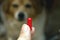 Woman hand holding pills and close-up medicine and medications that are important in pug dogs. blurred background