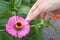 The woman hand is holding pink zinnia flower