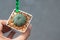 Woman hand holding a pot of Astrophytum Cactus