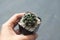 Woman hand holding a pot of Gymnocalicium Cactus