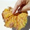 Woman hand holding a rusty autumn leaf