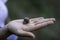 Woman hand holding a snail outdoors closeup shot