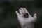 Woman hand holding a snail outdoors closeup shot