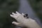 Woman hand holding a snail outdoors closeup shot